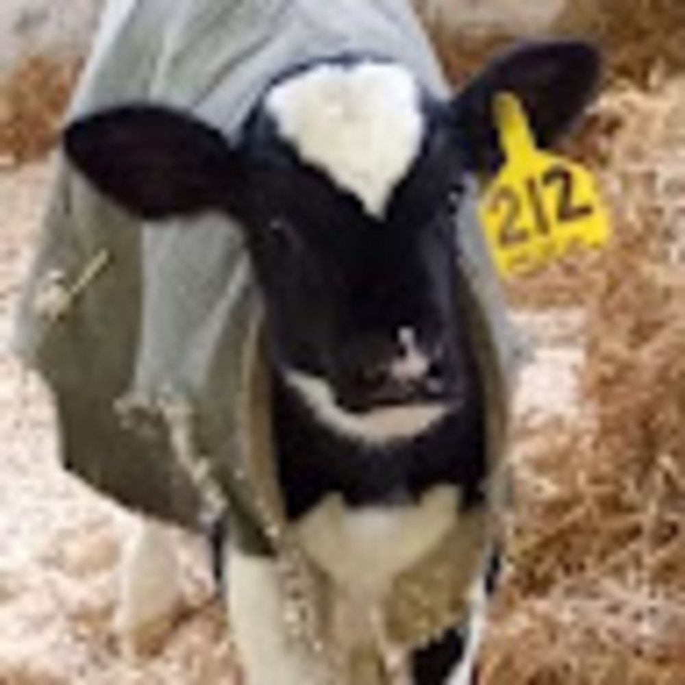 Meet your Posher, Alexa